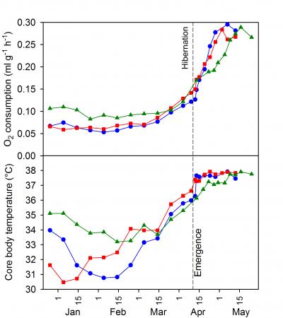 During Hibernation, Bear Metabolism Hits New Low (6 of 12)