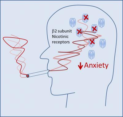 Researchers Find Why Nicotine in Cigarettes May Relieve Anxiety in Smokers