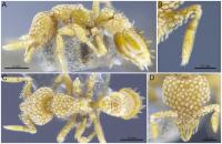 <em>Strumigenys lantaui</em>