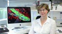 Long-Lived Breast Stem Cells Could Retain Cancer Legacy