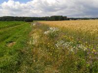 Wildflower Strip
