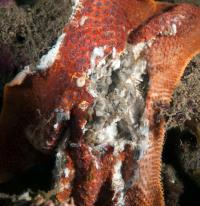 Wasting Sea Star