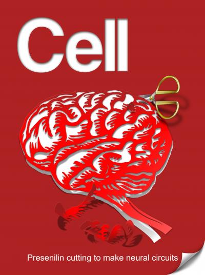 Unlocking the Secret(ase) of Building Neural Circuits