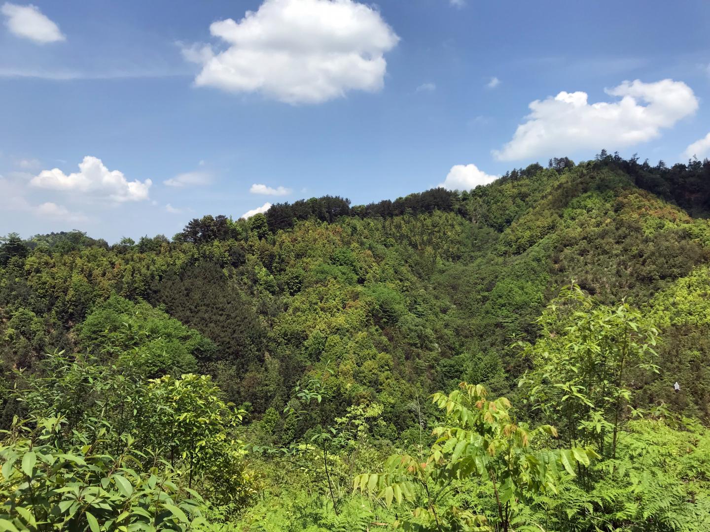 Forest Plots