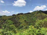 Forest Plots