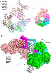 The Protein Complex that Begins DNA Replication