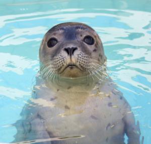 A seal at the Rehabilitation and Research Centre Lauwersoog