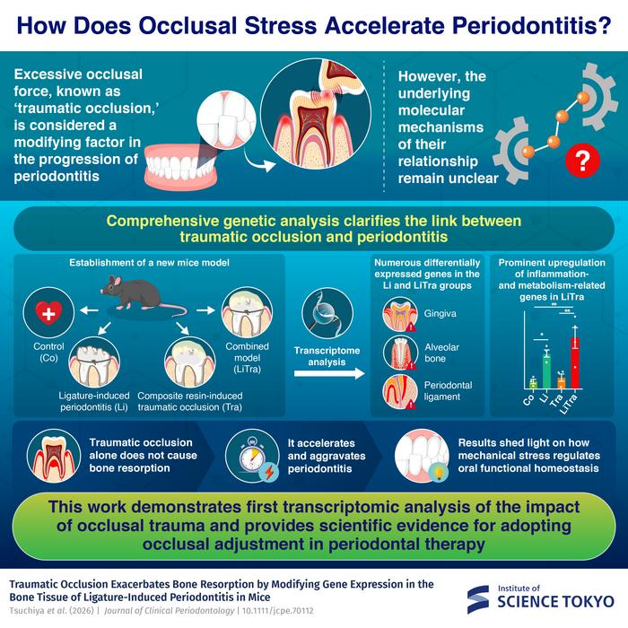 How Does Occlusal Stress Accelerate Periodontitis?