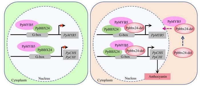 The synergistic regulation of anthocyanin biosynthesis by PpMYB5, PpBBX24, and Ppbbx24-del in ‘Zaosu’ (left) and ‘Red Zaosu’ (right).