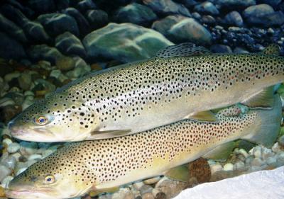 Trout Will Become Extinct in the Iberian Peninsula in Less Than 100 Years