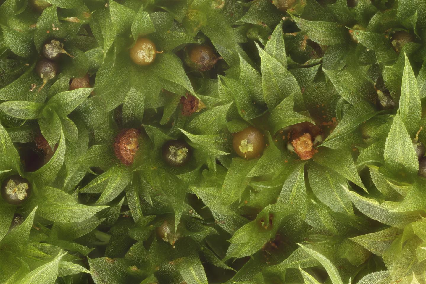<i>Aphanorrhegma serratum</i>