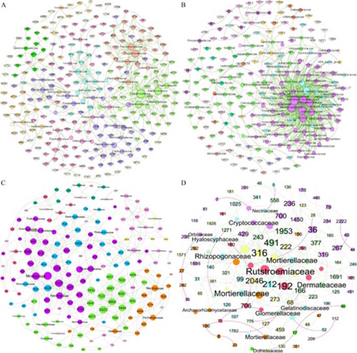 Rhizosphere microbial co-occurrence networks of Meconopsis baileyi at different elevations