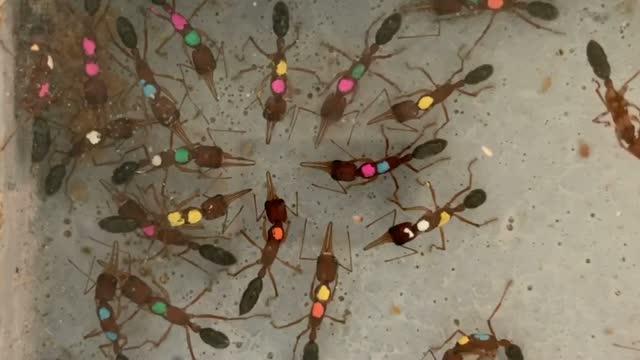 Dueling Ants Vying to Become Replacement Queen