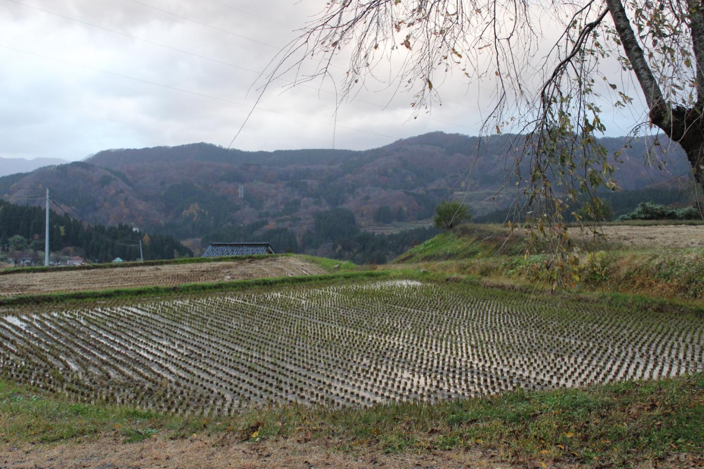 Disaster Leaves Unexpected Impact on Rural Japan's Marriage Migrants