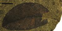Ancient Sign