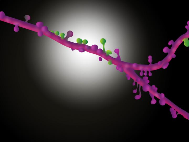 Synapses of Pyramid Cells