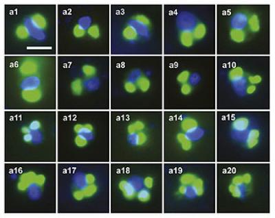 Stained Rappemonad Cells