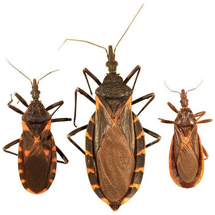 kissing bugs
