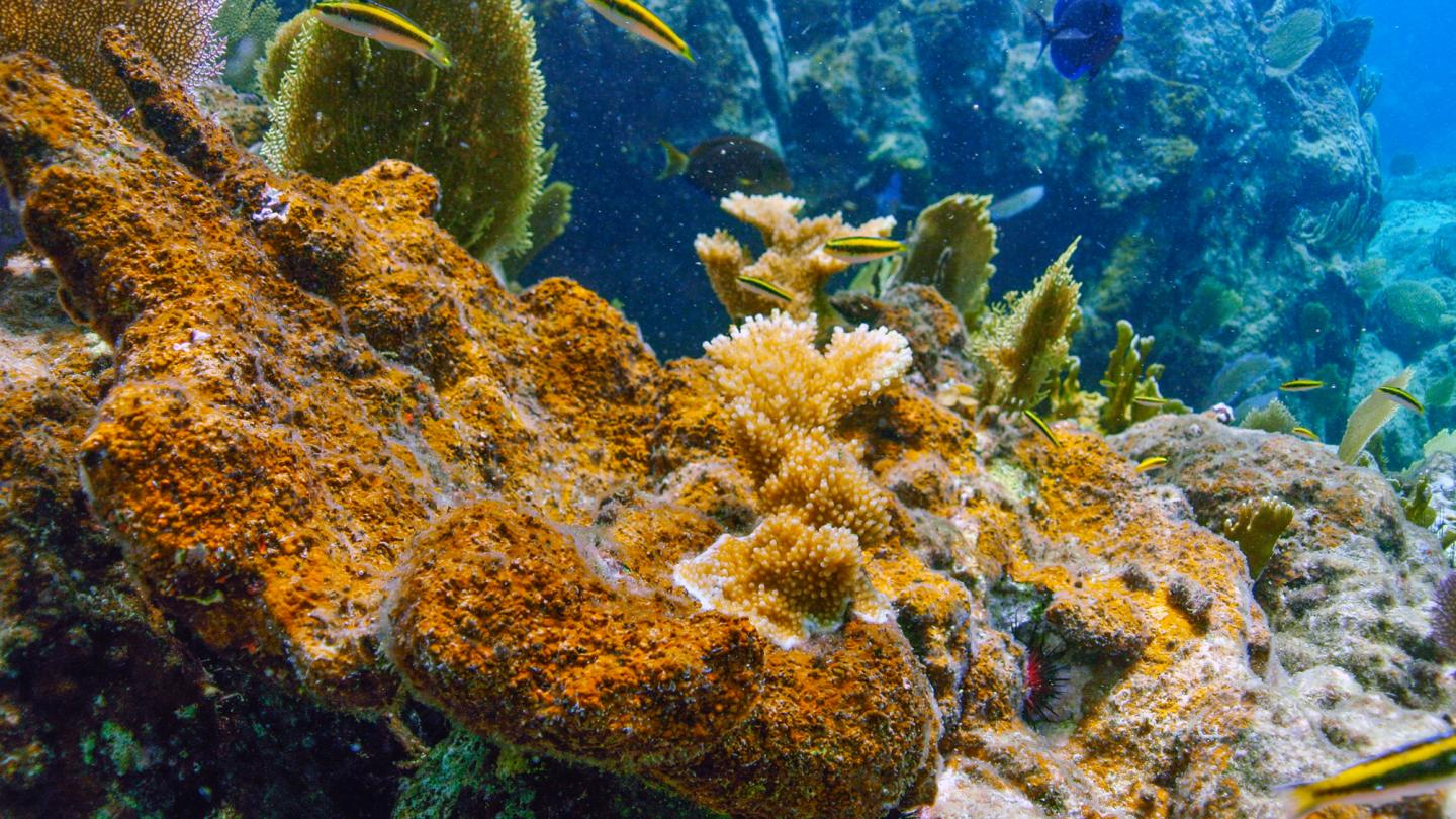 Algal Crusts Spreading in the US Virgin Islands