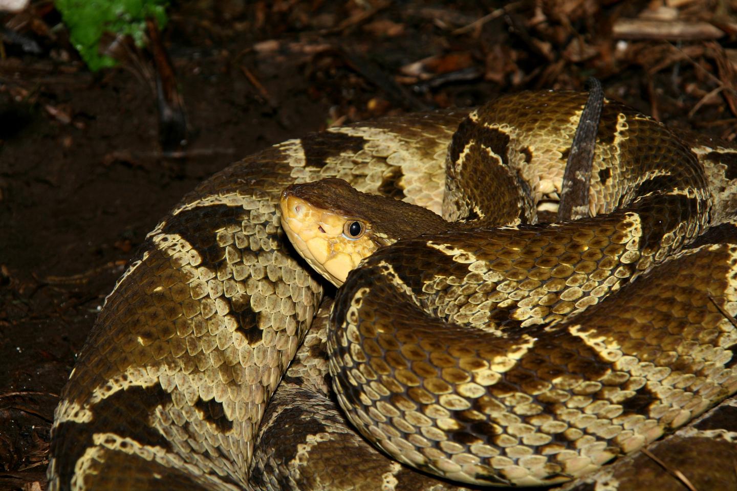 In Costa Rica, Snakebites Increase With El Ni&ntilde;o (1 of 2)