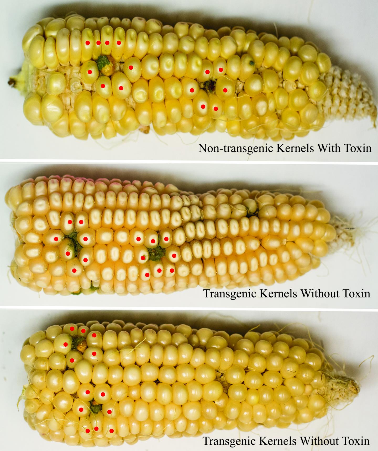 Transgenic Corn Free of Harmful Toxin (3 of 5)
