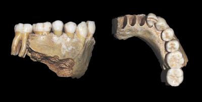 Neandertal Mandible from Valdegoba