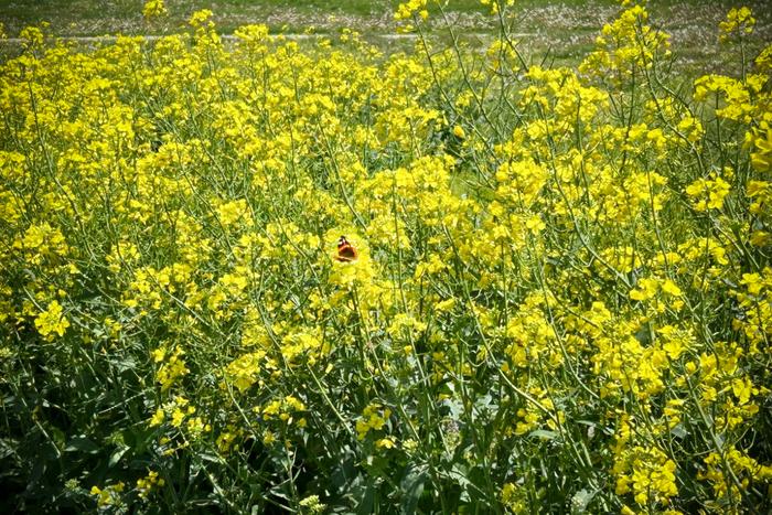 Canola plants