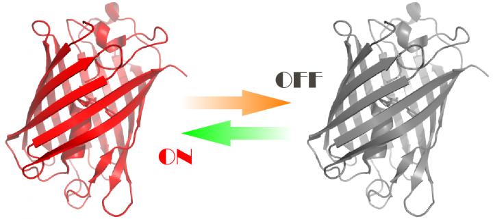 The Protein Developed by the Scientists