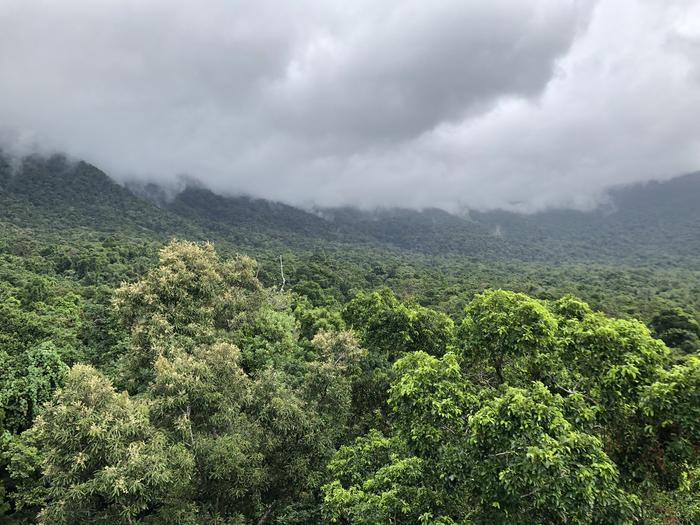 Australia’s Daintree Rainforest
