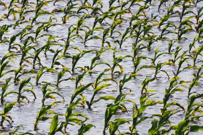 Flooded Corn