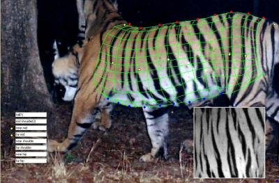 3-D Tiger