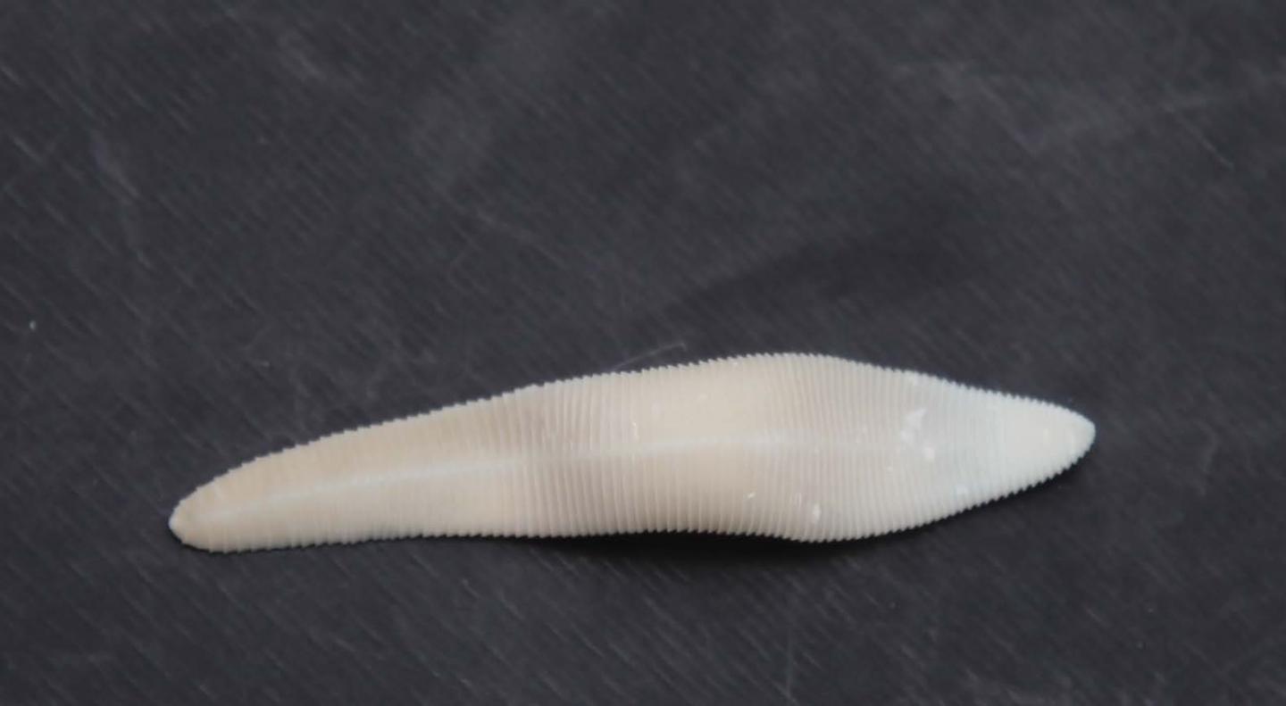Tapeworm