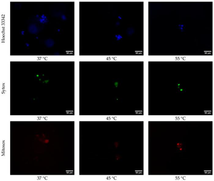 Fluorescence images of 3D printed samples.