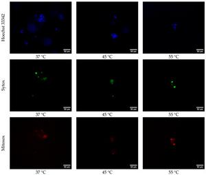 Fluorescence images of 3D printed samples.