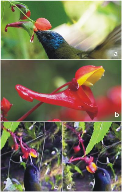 Two Types of Pollen Placement by <i>Impatiens</i> Species