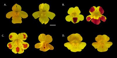 British Monkey Flowers