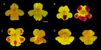 British Monkey Flowers