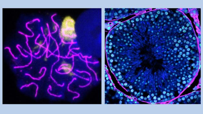 Protein’s role in male reproductive ageing identified