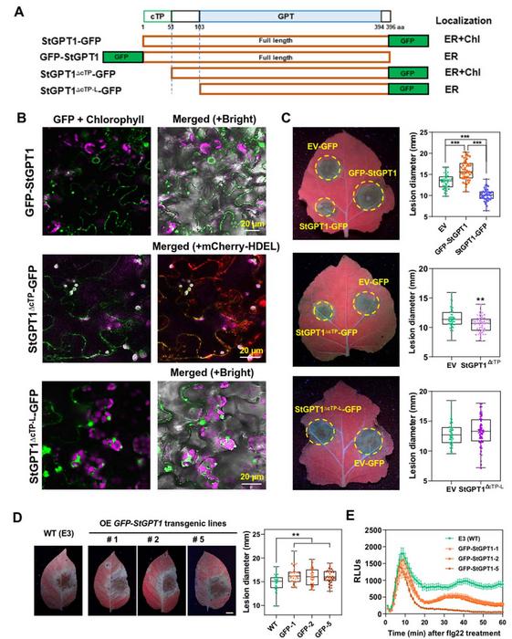 Positive regulation of StGPT1 in late blight resistance relies on its chloroplast localization.