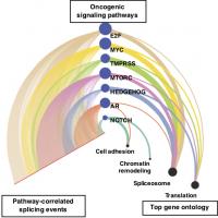 New computational tools identify alternative splicing changes in ...