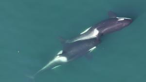 Two killer whales allokelping