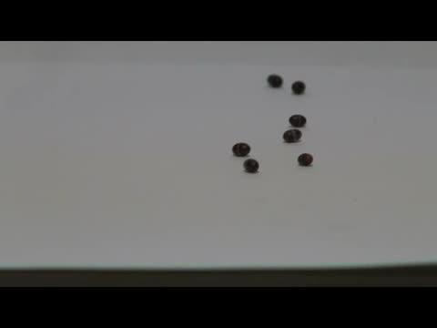 Jumping Wasp Larvae