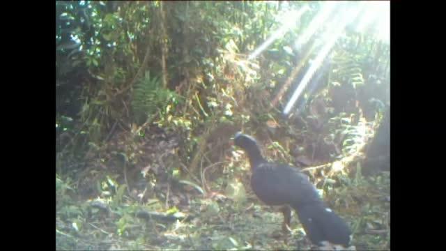 The Critically Endangered Sira Currasow | EurekAlert!