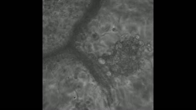 Beating Heart Cells on Decellularized Spinach Leaf