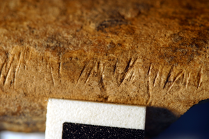 fossil bones with cut marks