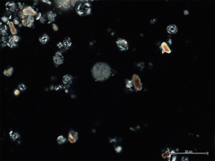 Calcareous nannofossils from the SW Pacific Ocean show that plankton turnover occurred before the PETM. Image: MARUM – Center for Marine Environmental Sciences, University of Bremen; H. Jones.