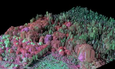 3-D Imaging of Invasive Tree Species