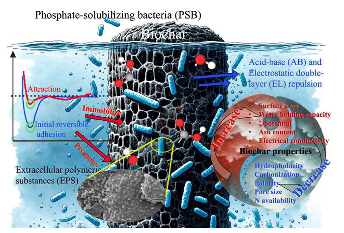 Insights into the interfacial dynamics and interaction mechanisms between phosphate-solubilizing bacteria and straw-derived biochar