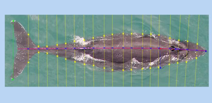 Whale growth