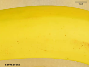 Banana video